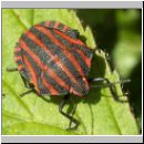 Graphosoma lineatum - Streifenwanze 04.jpg